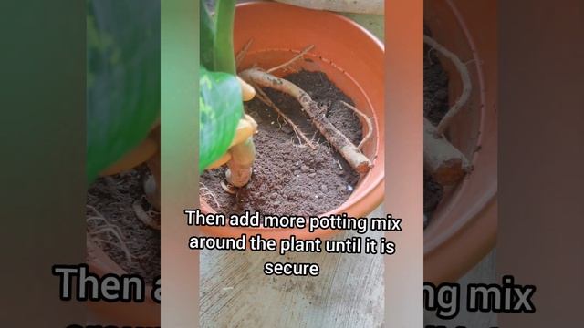 Dieffenbachia Camilla | dumb cane | leopard lily replanting |  farmingmania | shorts