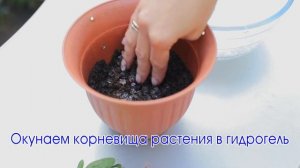 Применение гидрогеля при пересадке саженцев