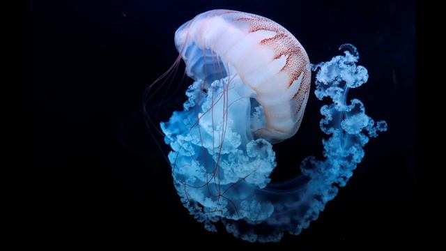 22 ноября / Как кусаются медузы? смотреть онлайн