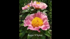 Коллекция Александры Спасской