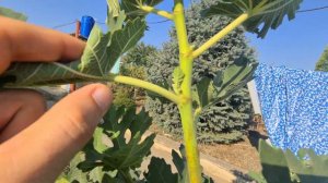 Укоренение черенками и прививка инжира - Афганский красный.