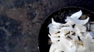 Каша для нутрий