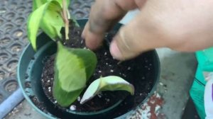 HOYA MACROPHYLLA || Pot of Gold