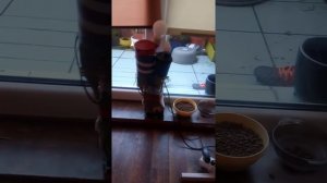 cat feeder Python flask prototype