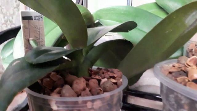 На ошибках учимся,правильный горшок,пересадка орхидеи смотреть онлайн