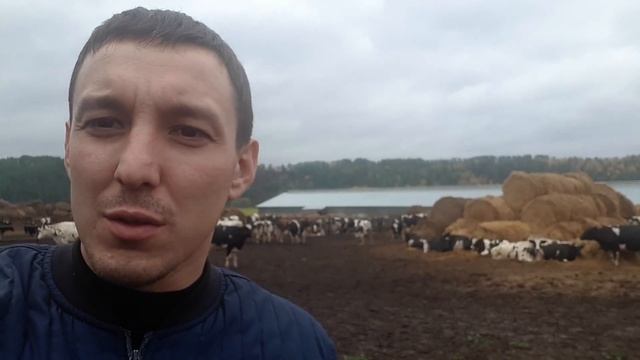 6-8 тонн молока с одной голов  Продажа КРС племенных нетелей черно пестрой породы