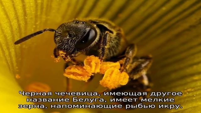 Что такое чечевица