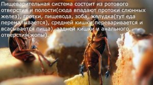 25. Класс Насекомые. Биология 7 класс - Константинов. Краткий пересказ.