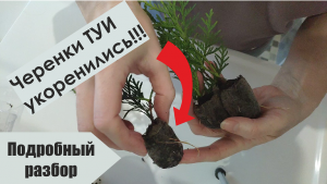 Черенкование туи результат. Подробный разбор.