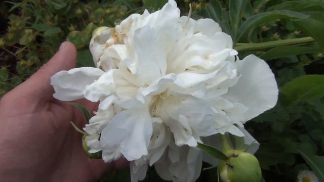 Пионы на 28 июня 2017 урожайный огород сад и огород дача выращивание пионов смотреть онлайн