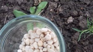 Чеснок растет, хотя мы его не сажаем. Очень вкусный горох любит холодную землю.