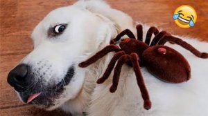 СМЕШНЫЕ ЖИВОТНЫЕ 2023 ЛУЧШИЕ ПРИКОЛЫ С КОТАМИ И CОБАКАМИ2