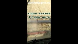 Уборка заказчиком канадской пшеницы в Пензе.