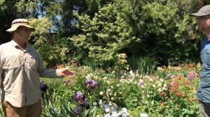 Iris Gardens and Companion Plants