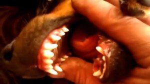 ягдтерьер Мирата выпали молочные зубки 1)