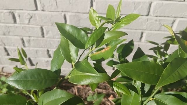 My lakeland limequat is doing incredible. going to protect it under 35° this winter смотреть онлайн