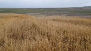КАЗАХСТАН | Степи - Камыши