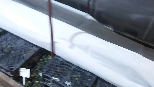 Сохраняю,укрываю  самые поздние саженцы гортензии в зиму . 🌱