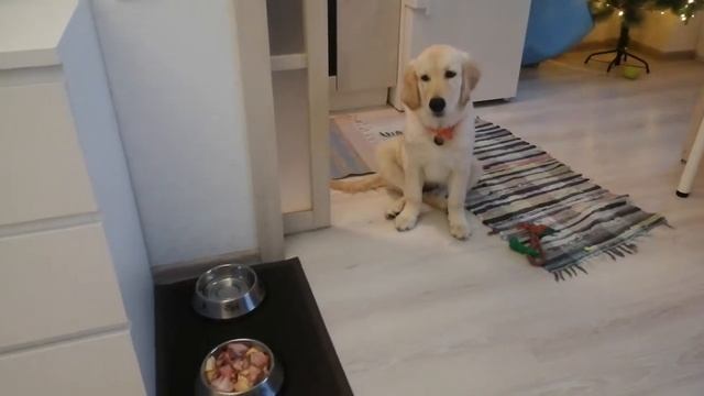 Выдержка при кормлении. Золотистый ретривер. Альма-4 месяца. смотреть онлайн