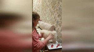 🍒Померанский щпиц...🐶(девочка) Купили Алине🐩 собаку...