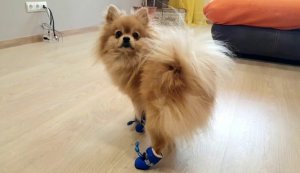 Шпицу купили ботиночки