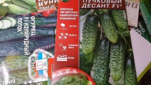 Урожайный огурец ПУЧКОВЫЙ ДЕСАНТ букетного типа цветения.#4#