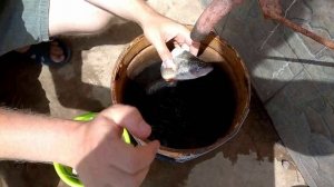 Подготовка рыбы к копчению
