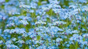 217. .♫  .  Юрий Антонов -  _Не рвите цветы_