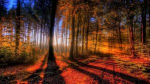 Осень золотая Юрий Оленич Слова и музыка Владимира Кобрина аранж Александр Скляров