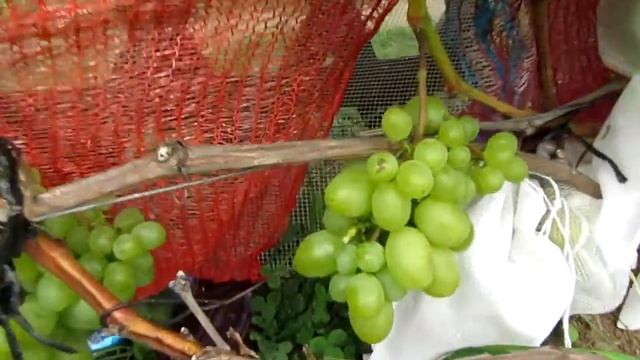 ⭐⭐Виноград сорт Элегант, Минская область 2017 г. Сорта винограда. смотреть онлайн