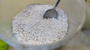 Укоренение черенка розы в перлит в ноябре.