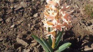 нарциси в саду#багаторічники#цибулькові#ланшафтнийдизайн#декоративнийсад#веснавсаду