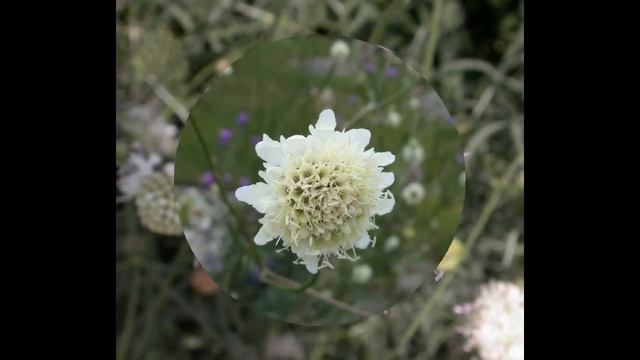 ЦЕФАЛЯРИЯ , или  ГОЛОВЧАТКА  (CEPHALARIA)  сем. Ворсянковые