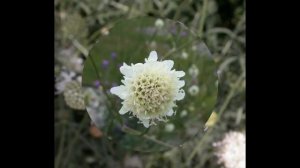ЦЕФАЛЯРИЯ , или ГОЛОВЧАТКА (CEPHALARIA) сем. Ворсянковые