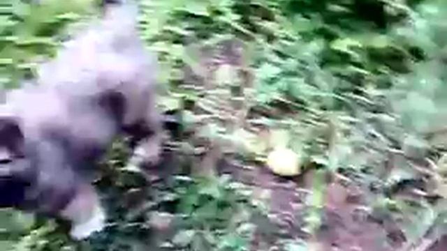 КОСМАТЫЙ ХРАНИТЕЛЬ ГЮРЗА смотреть онлайн