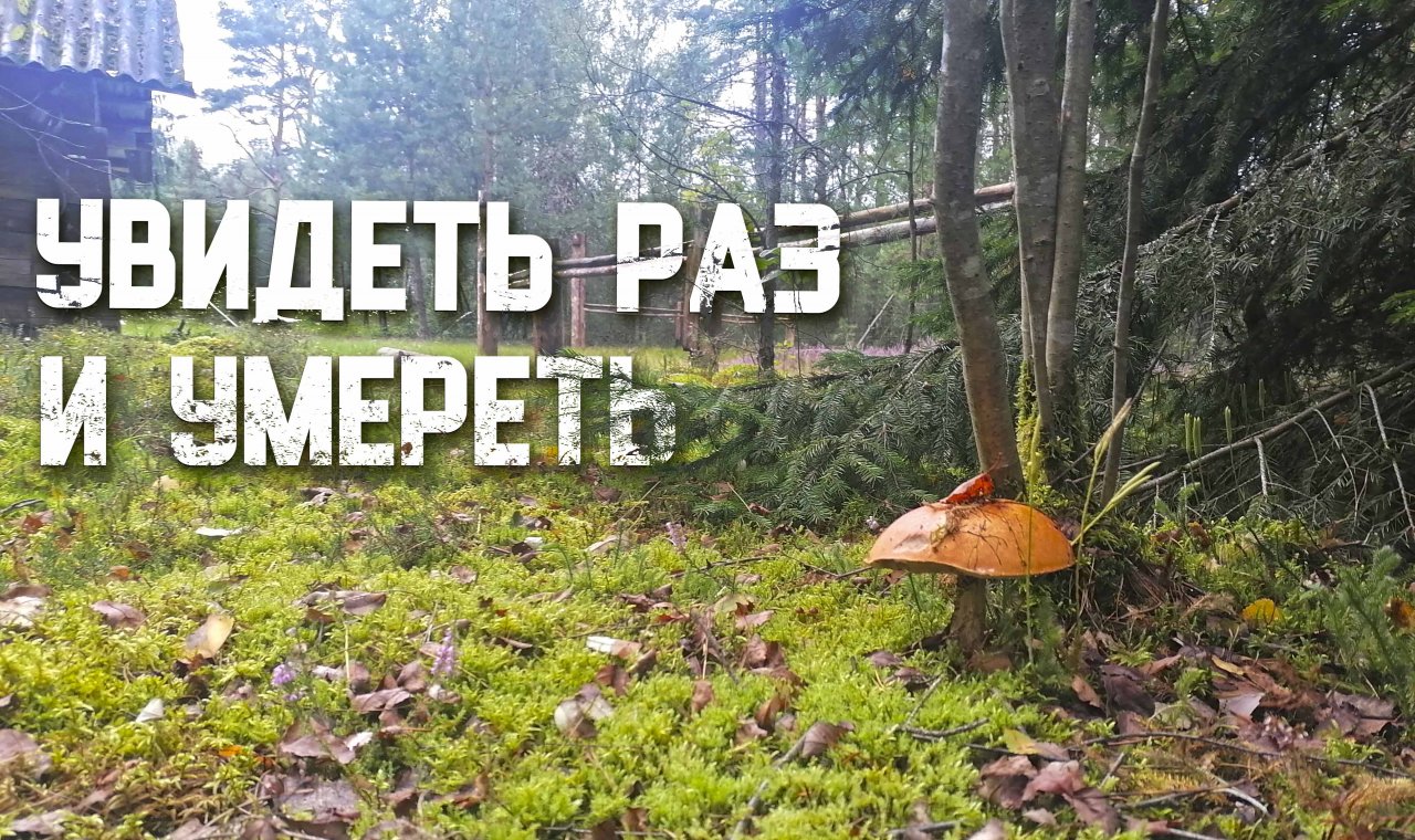 Million forest. Природа России деревня. Самое лучшее время для сбора грибов. Грибы деревня Орехово. Сколько % леса в нашем мире?.