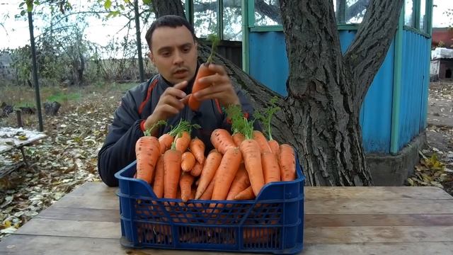 ТАКУЮ МОРКОВЬ МОЖЕТ ВЫРАСТИТЬ КАЖДЫЙ! / ХОТИТЕ МНОГО БОЛЬШОЙ СЛАДКОЙ МОРКОВИ ДЕЛАЙТЕ ТАК! смотреть онлайн