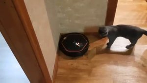 Говорящие робот пылесосы Машенька и Володя наводят порядок. 1 сезон 13 серия