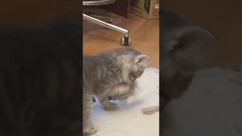КОТЁНОК КУЗЯ ОХОТИТЬСЯ  #shorts