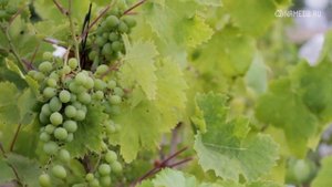 Как понравиться женщине-раку?