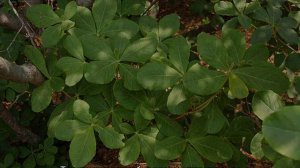 Рододендрон Шлиппенбаха: описание