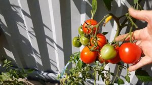 Сорт томата Ларису Ивановну Хочу 🙂 02.09.23