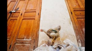 Прикол. Мужчина в образе бобра.