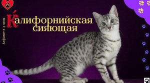 Алфавит в 4 лапы/К: Калифорнийская Сияющая кошка/История породы/ характер/отличительные черты