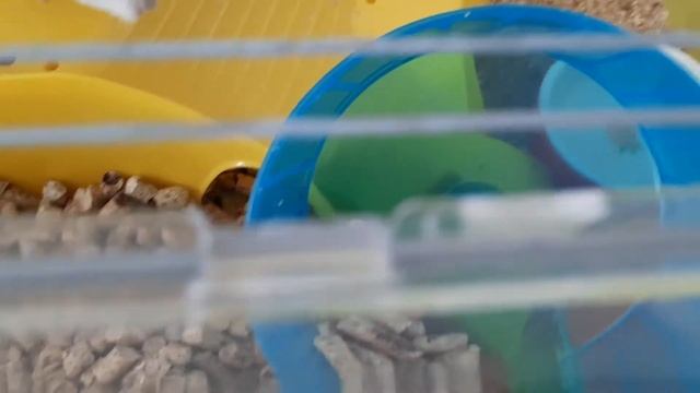 Ночью хомяк Джерри устроила небольшой погром в клетке