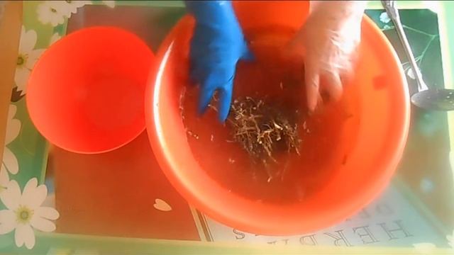 Корень подсолнуха, как сделать отвар, польза подсолнуха.