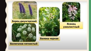 Моя безопасность в естественной среде   3 класс, познание мира