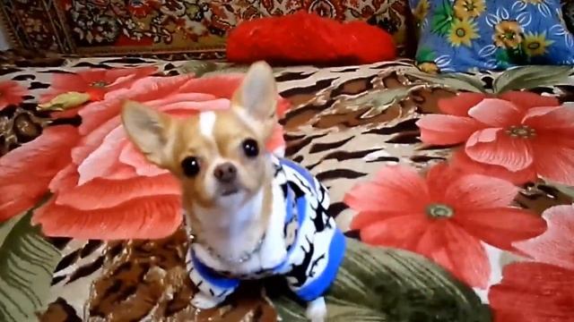 Мини чихуахуа примеряет одежду. Посылка из китая с aliexpress  \ Mini Chihuahua tries on new clothe