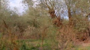 По грибы на Запорожце, Неберджаевское водохранилище 28.09.2021