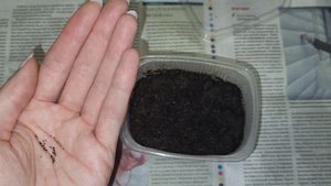 Выращиваю ЗЕМЛЯНИКУ из СЕМЯН много лет! УРОЖАЙ ВАС УДИВИТ!!!🍓